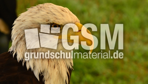 Weißkopf-Seeadler (06).jpg